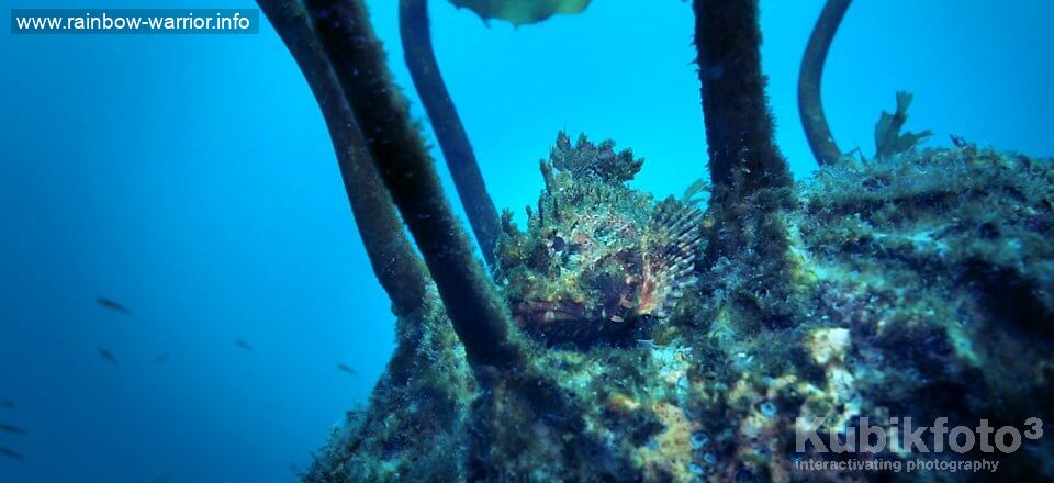 Red-Scorpionfish